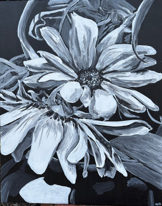 Daisy Splendor